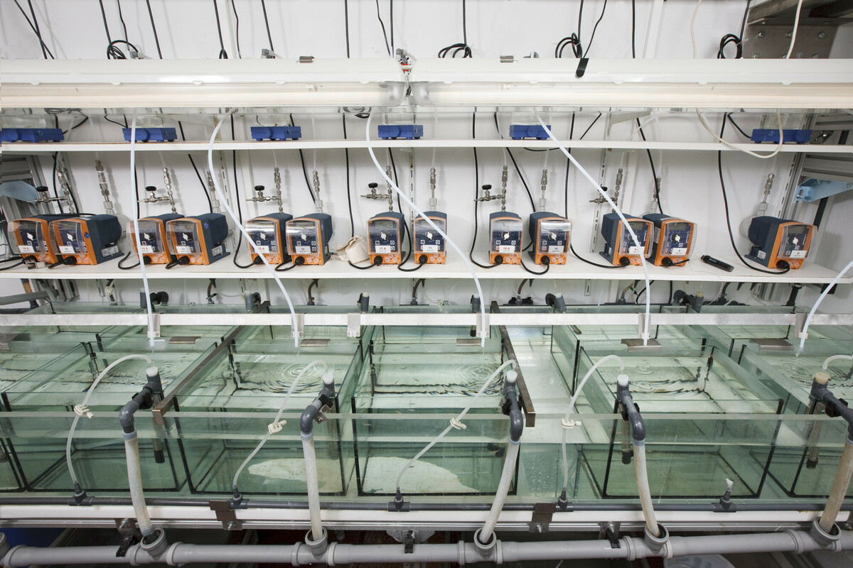 Fischtest-Durchflussanlagen 